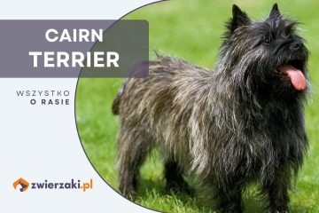 cairn terrier