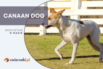 canaan dog