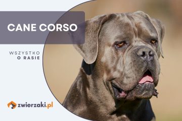 cane corso