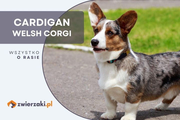 cardigan welsh corgi