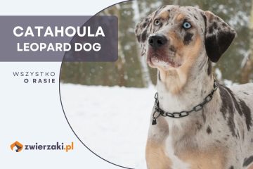 catahoula leopard dog