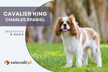 cavalier king charles spaniel