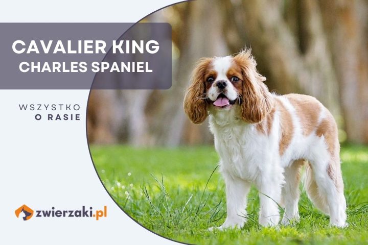 cavalier king charles spaniel