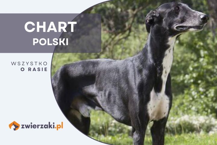 chart polski