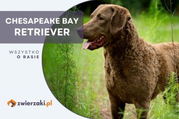 chesapeake bay retriever