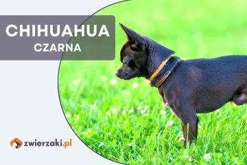 chihuahua czarna