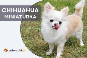 chihuahua miniaturka