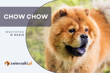 chow chow