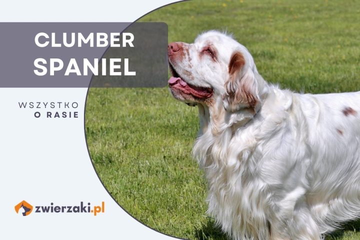 clumber spaniel