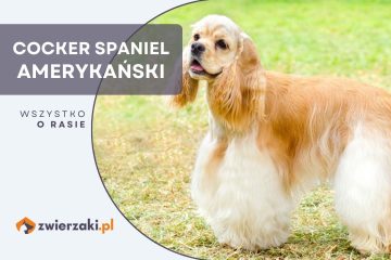 cocker spaniel amerykański