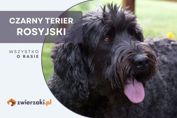 czarny terier rosyjski