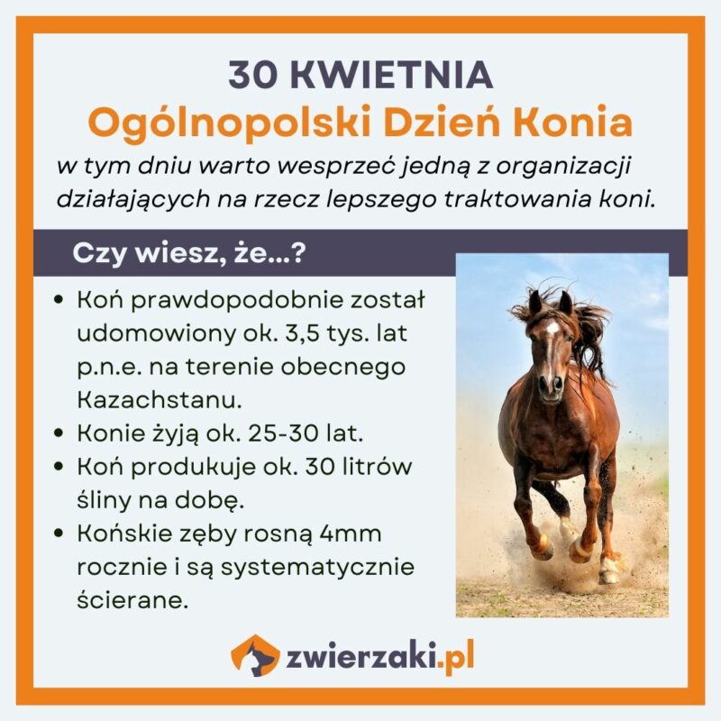 Dzień Konia infografika