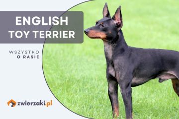 english toy terrier