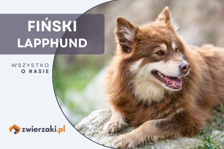 fiński lapphund