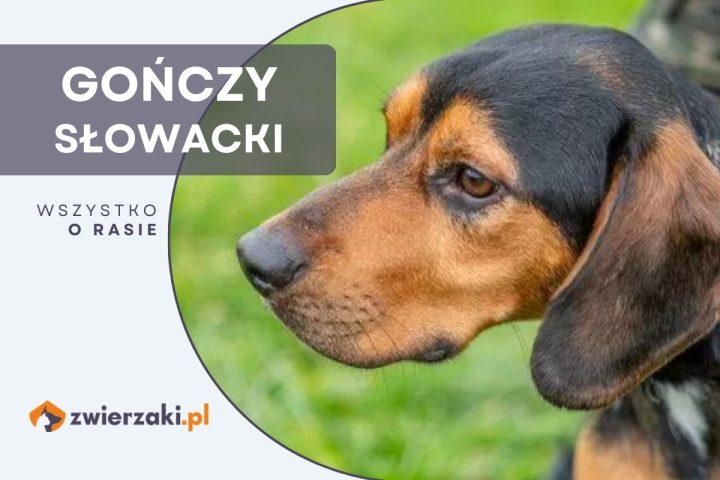 gończy słowacki