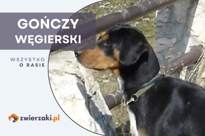 gończy węgierski