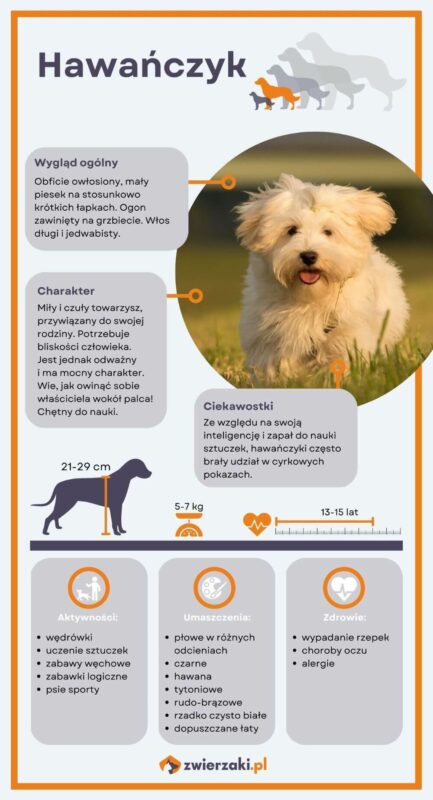 hawańczyk infografika