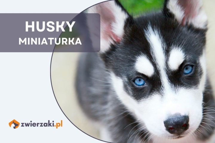 husky miniaturka