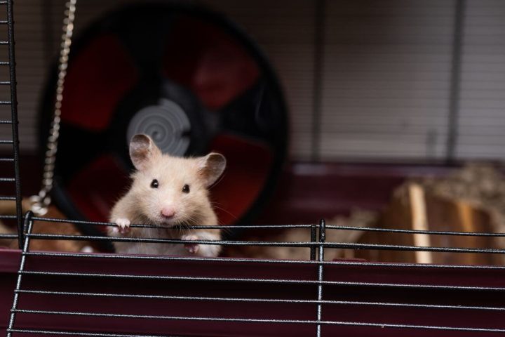 Chomik opiera się otwartej klatki i jest w ciąży