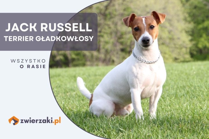 jack russell terrier gładkowłosy