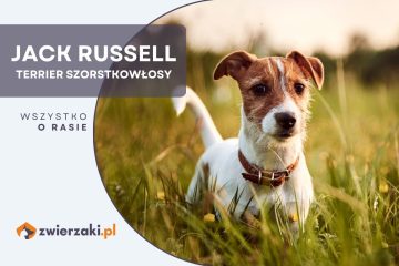 jack russell terrier szorstkowłosy