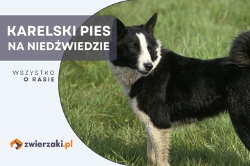 karelski pies na niedźwiedzie