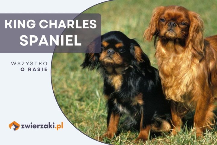 king charles spaniel