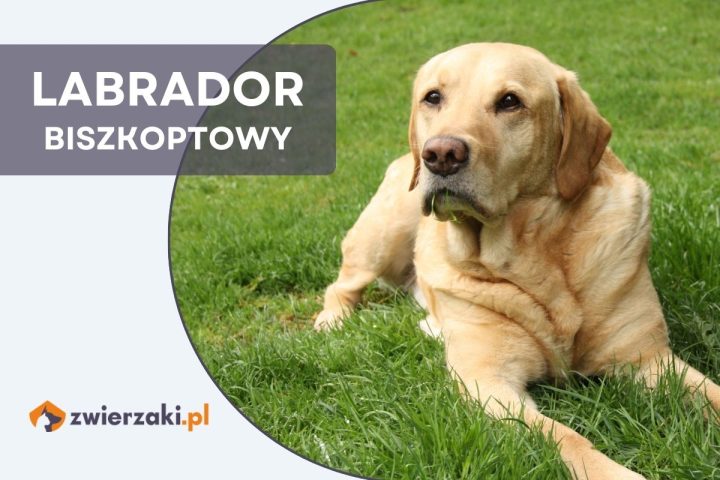 labrador biszkoptowy