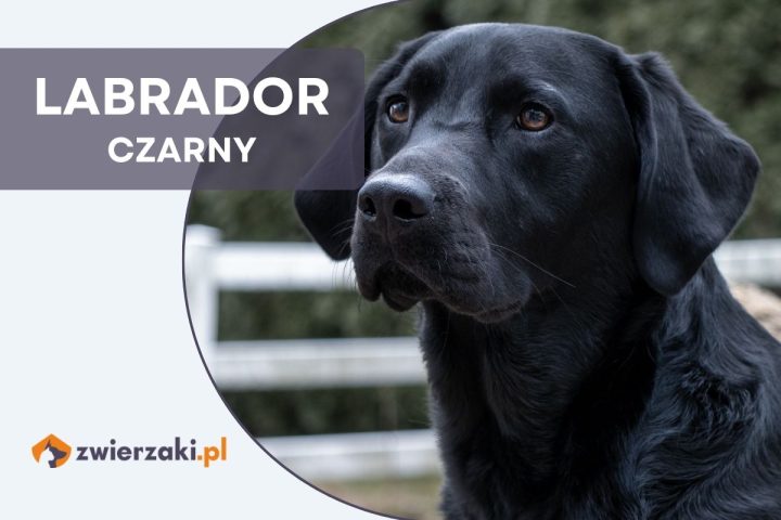 labrador czarny