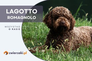 lagotto romagnolo