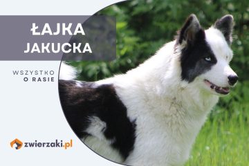 łajka jakucka