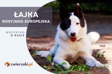 łajka rosyjsko-europejska