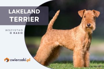 lakeland terrier