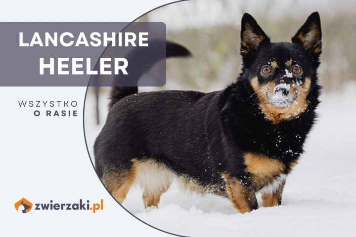 lancashire heeler