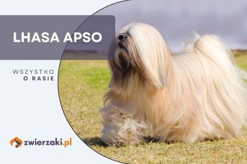 lhasa apso