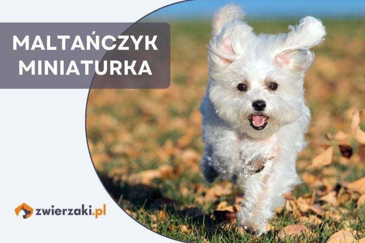 maltańczyk miniaturka