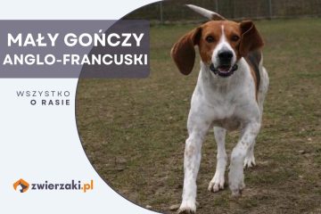 mały gończy anglo-francuski