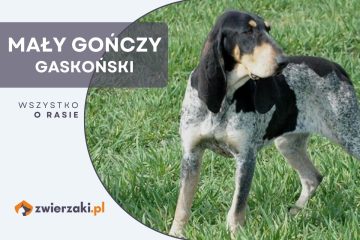 mały gończy gaskoński