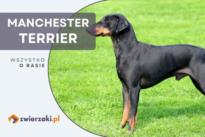 manchester terrier