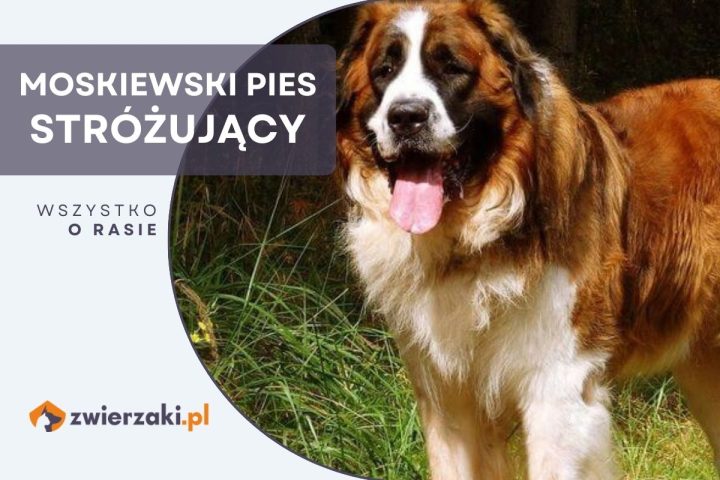 moskiewski stróżujący