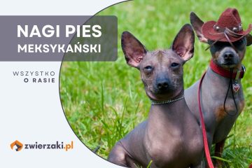 nagi pies meksykański