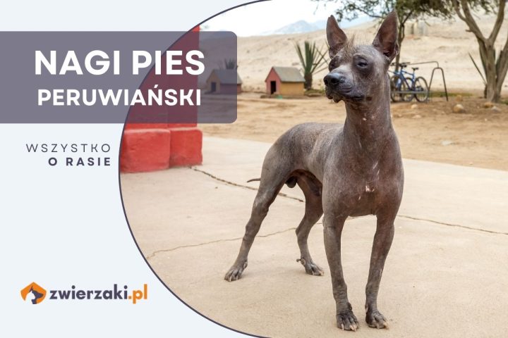 nagi pies peruwiański