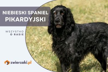 niebieski spaniel pikardyjski