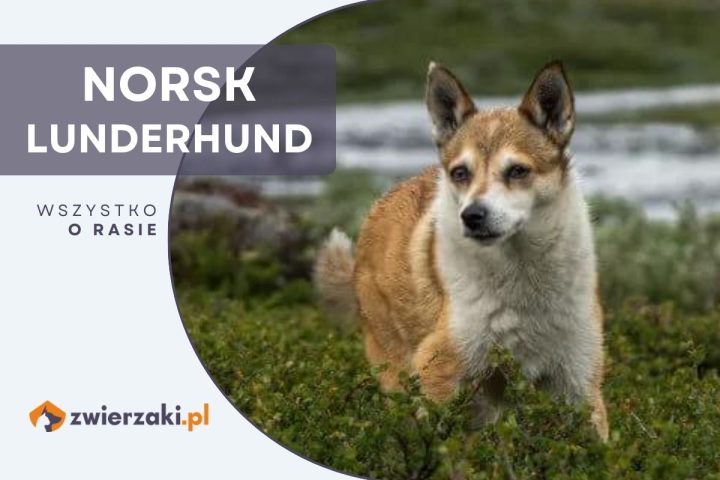 norsk lundehund