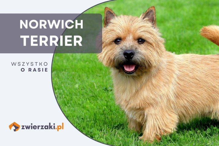 norwich terrier