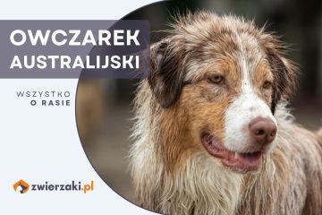 owczarek australijski