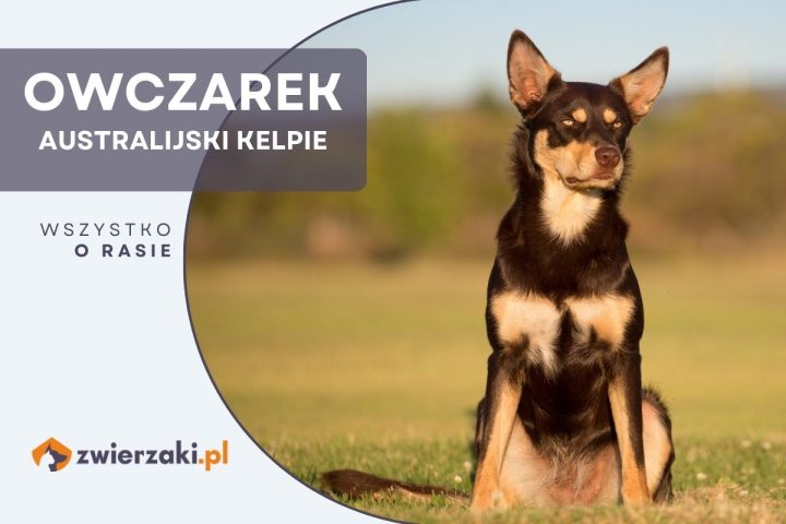 owczarek australijski kelpie