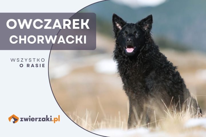 owczarek chorwacki