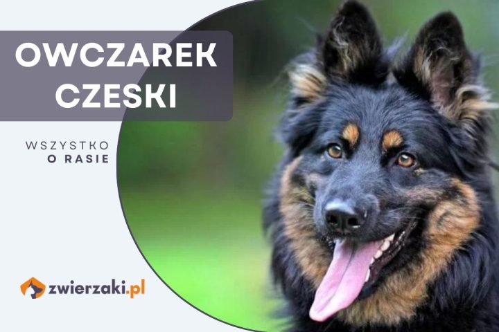 owczarek czeski