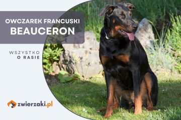 owczarek francuski beauceron